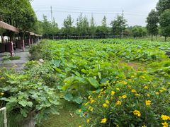 -洪湖家庭农场·团建·露营·会议