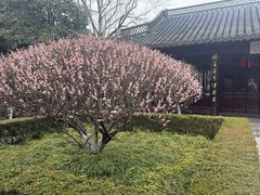 -梅园