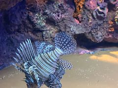 -上海海洋水族馆