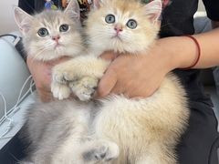 -lincat·猫舍(广州店)