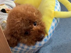 -顺强宠物诊所·狂犬免疫·夜诊·骨科(嘉定店)