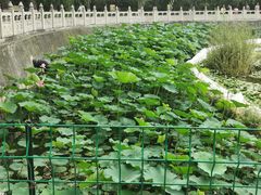 -文瀛公园