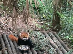 -都江堰中华大熊猫苑
