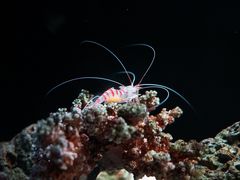 -暹罗海洋世界