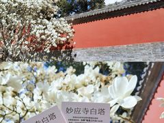 -妙应寺白塔