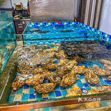 不是那种小尾巴！巴掌大的烤三文鱼尾！！