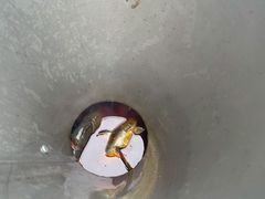 -老船夫石锅苗苗鱼·老字号(三道堰总店)
