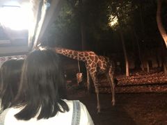 -清迈夜间动物园