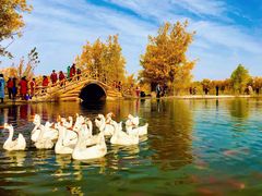 -金塔沙漠胡杨林景区