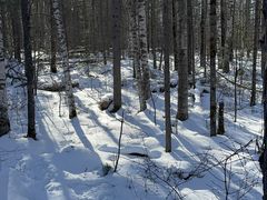 -峡谷浮石林景区