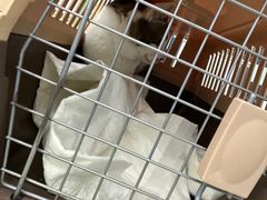 -瑞派动物医院·猫专科·至诚(江南中分院)