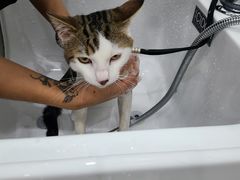 -1013 PET SHOP精品宠物商店(丁香店)