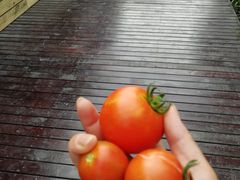 -洪湖家庭农场·团建·露营·会议