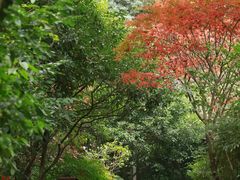 -十八棵（老龙井）御茶园(老龙井店)