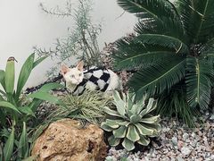 -自由生长植物工作室(深港花卉中心店)
