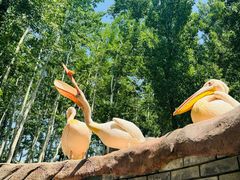 -北京野生动物园