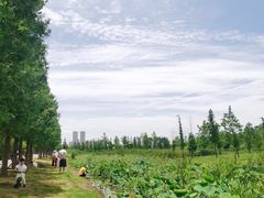 -金银湖国家城市湿地公园