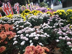 -杭州植物园