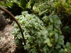 -墨尔本皇家植物园