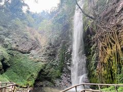 -莫里热带雨林景区