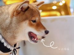-柴务处·柴犬主题狗咖