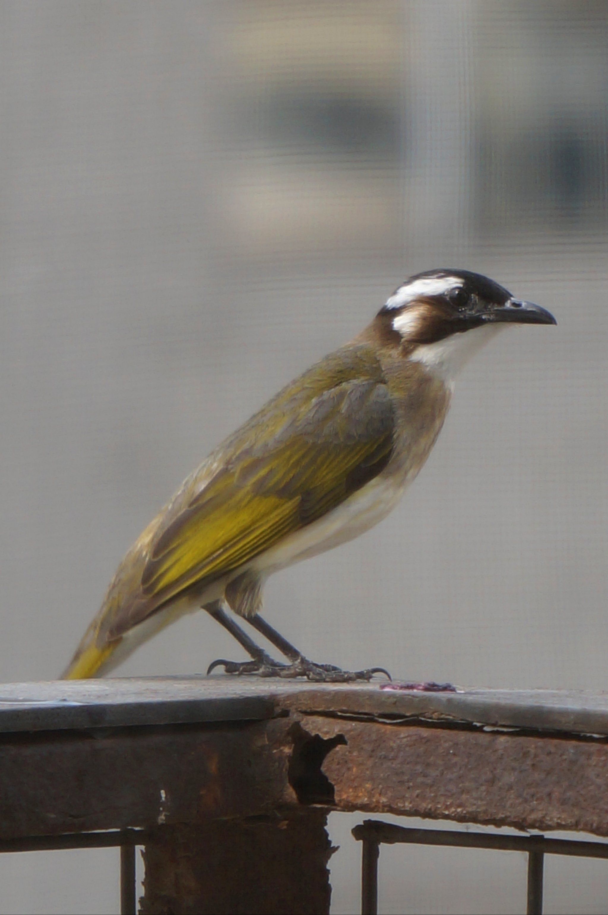 🐦这是什么鸟啊