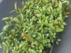 -阿伟海鲜楼·福建菜(涵江店)