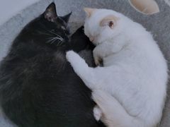 -Heymao猫咖.咖啡厅(东门店)