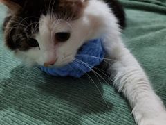 -PETKIT 小佩宠物·德文赛凯猫舍