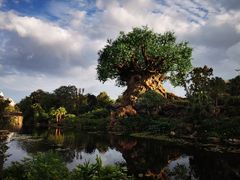 -奥兰多迪士尼动物王国乐园