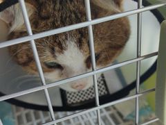 -瑞派康怡24h宠物医院·犬猫医疗中心·微创绝育(瑞景分院)