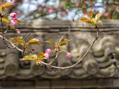 -西安青龙寺遗址景区