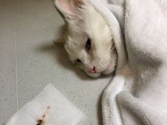 -中农大我爱我爱动物医院·核磁CT·猫病·24小时夜诊中心(石佛营店)