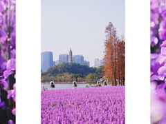 -顺峰山公园