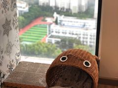 景观位-猫小主咖啡·猫咖cat cafe(福田店)