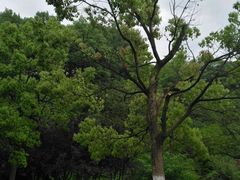 -陶祖圣境风景区