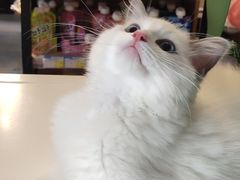 -糯米喵星人总部直营旗舰店·猫舍·幼猫出售