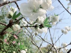 -金鸡湖桃花岛