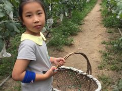 -马陆小张葡萄园农家乐