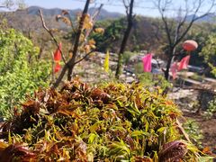 -南窖乡水峪村山情农家