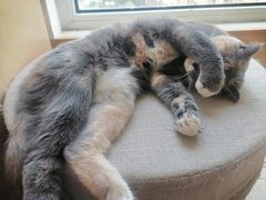 -鼓捣猫呢主题猫咖店