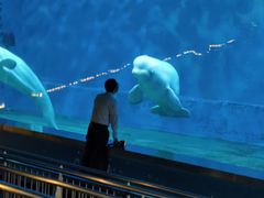 -芜湖新华联大白鲸海洋公园