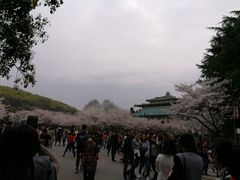 -武汉大学-樱园