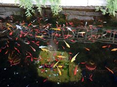 iphone_upload_pic-微山湖红荷湿地景区