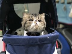 长毛猫美容-BABYDOG宝贝狗宠物乐园(欧洲城店)