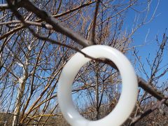 -中环花鸟鱼虫市场