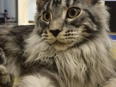 -猫大福·Fortune Cat猫舍(百子湾店)