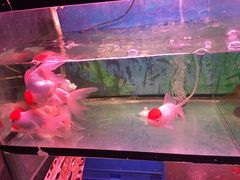 -宝鸡东道花鸟鱼虫市场(吉利花园商场店)