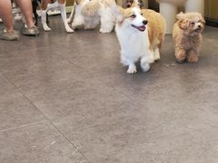-有喵·猫咖·狗咖·30几只猫10只小狗(岗厦店)