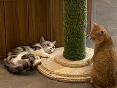 -飞行喵MR PILOT|猫舍·猫咖(静安大融城店)